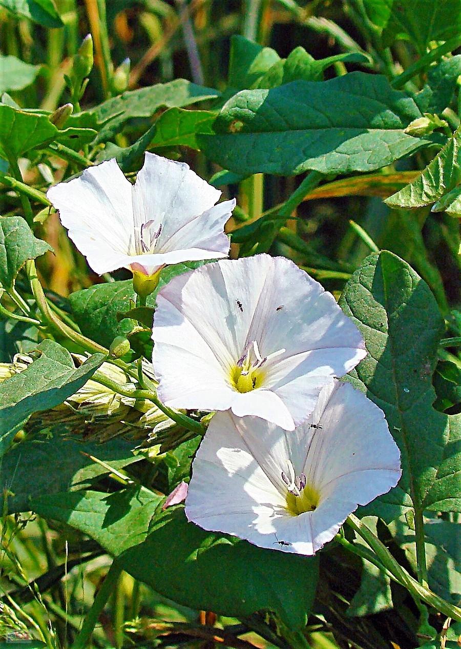 Powój II