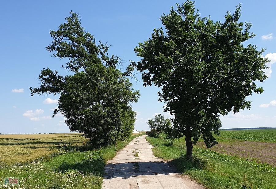 Płytowa droga do Żalęcina