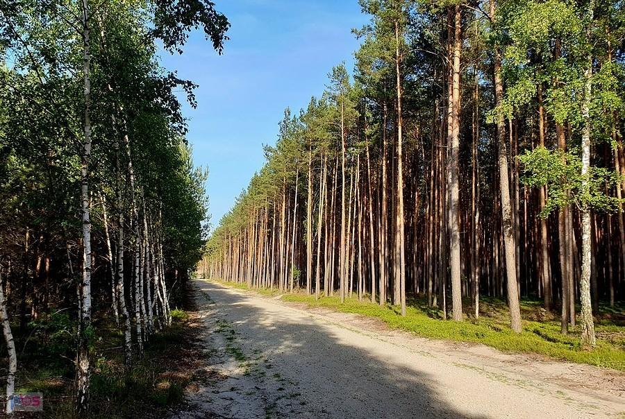 Szutrówka łącząca Zdunowo z Niedźwiedziem
