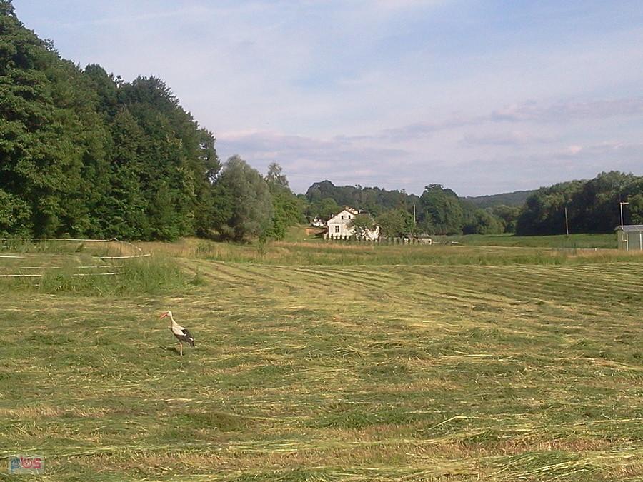 Bociek na polu