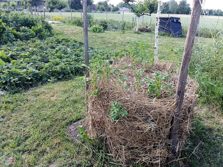 Projekt "wieża ziemniaczana"