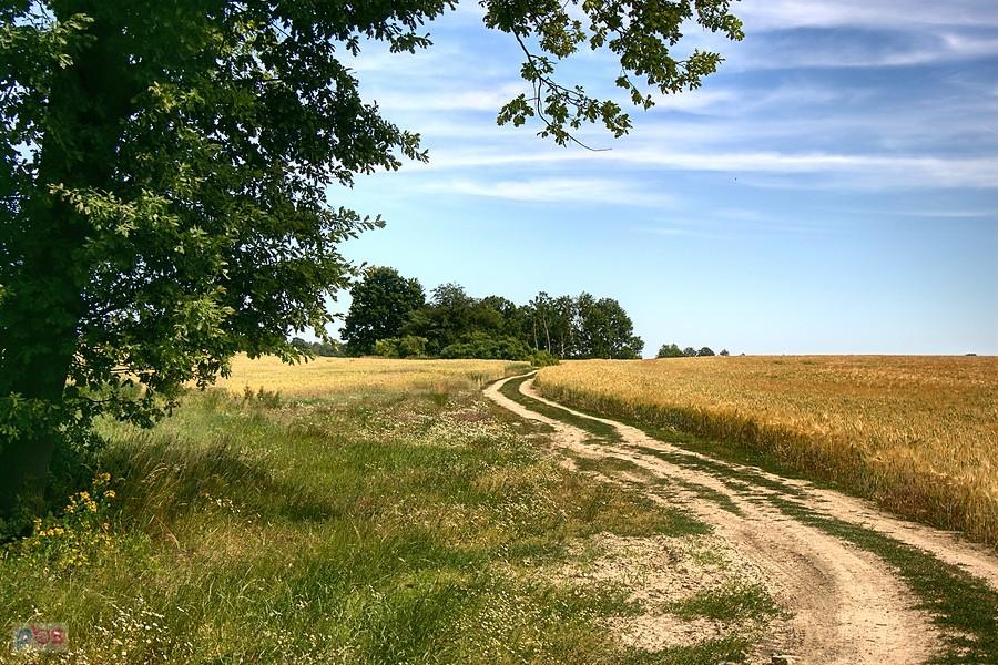 wśród pól do megalitów