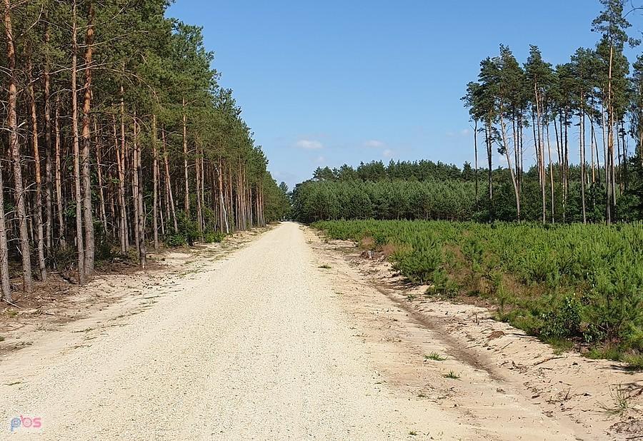 Szutrówka do Niedźwiedzia