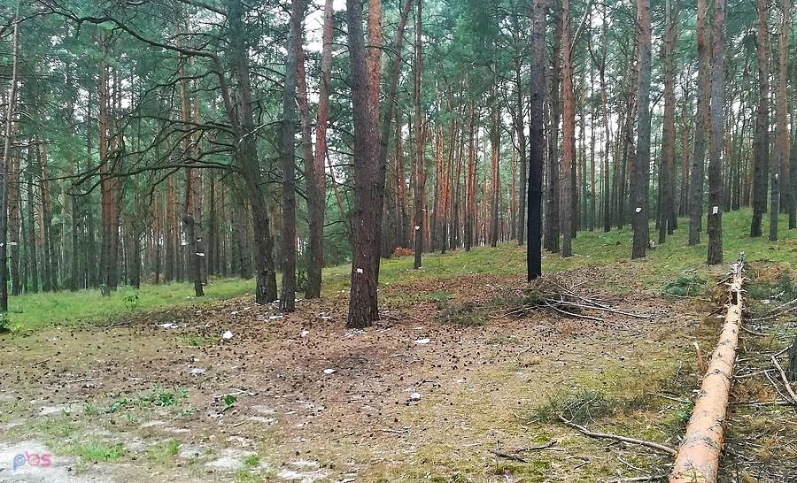 Sosny zakwitły butelkami