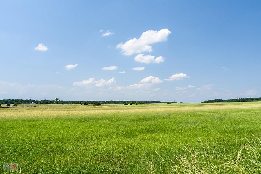 Pola w miejscowości Ostrów w powiecie włoszczowskim