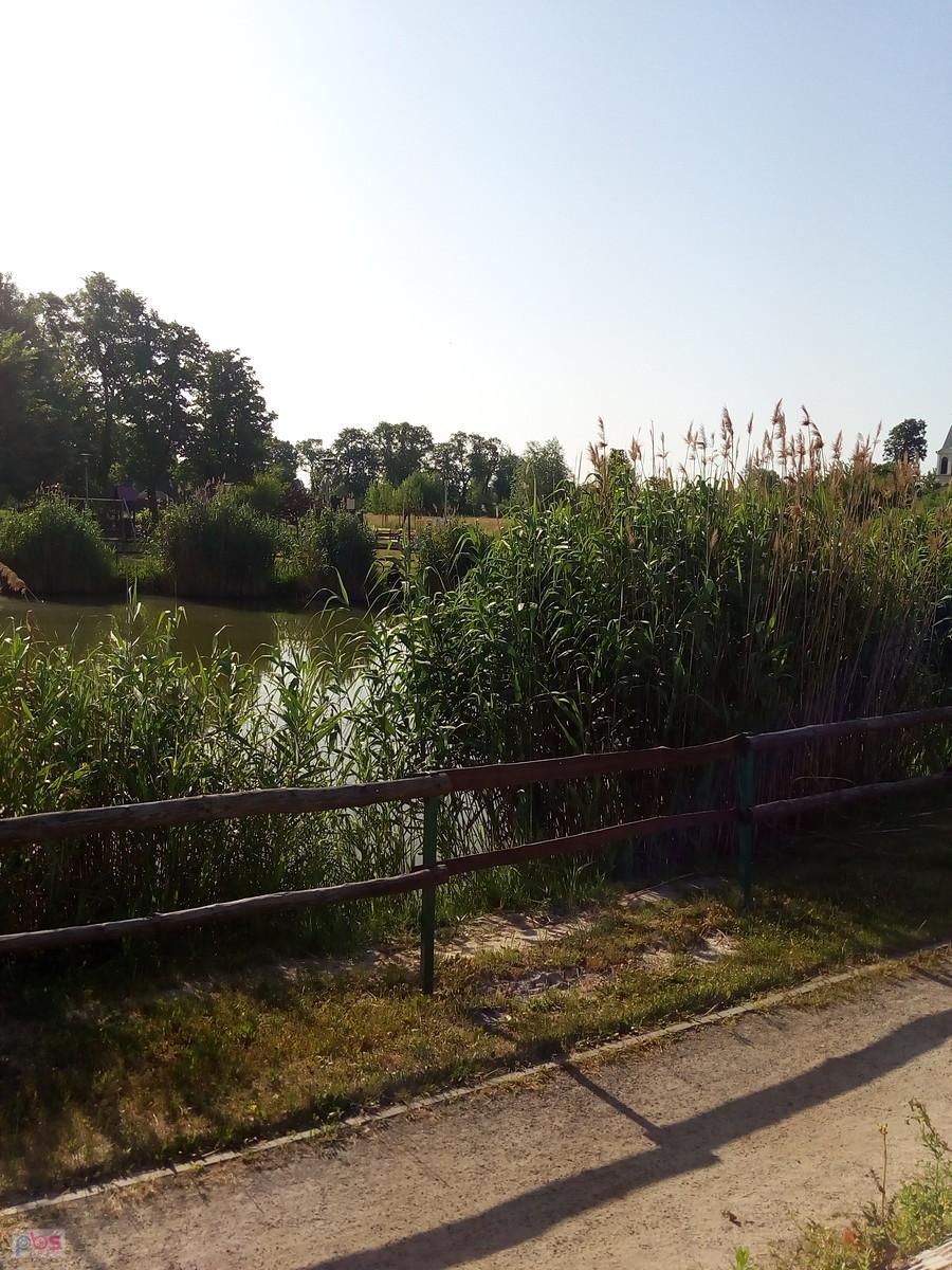 Staw w Borzęcinie