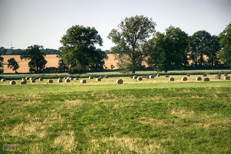 na łąkach pod Rzeplinem