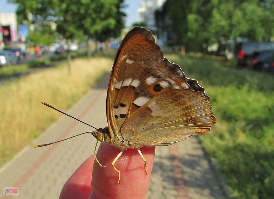 Mieniak zgodził się pozować