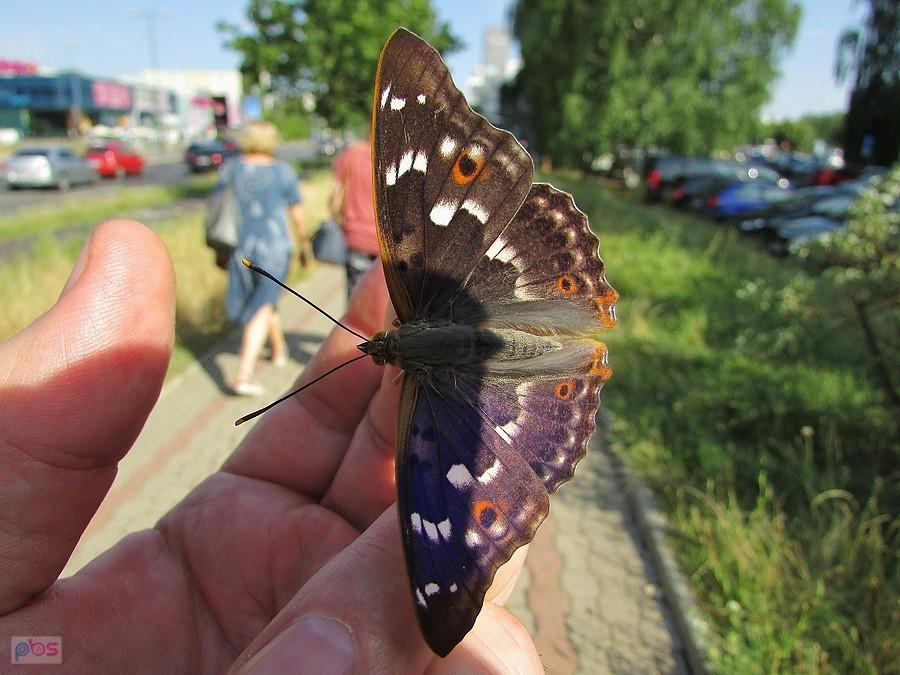 Mieniak strużnik - teraz widać skąd się wzięła jego nazwa