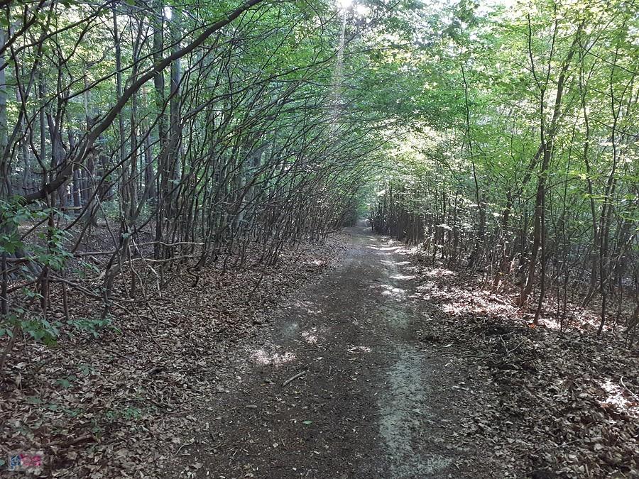 Zielony tunel w rezerwacie Sokole Gór - Jura Krakowsko-Częstochowska