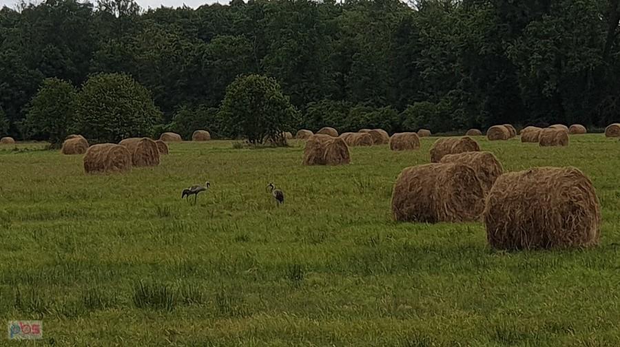 Młodzież żurawia w okolicy Lipnika
