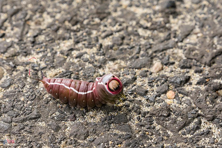 Gąsienica Dziwaczka widłogonka (Cerura vinula) - spotkana na drodze w Poraju