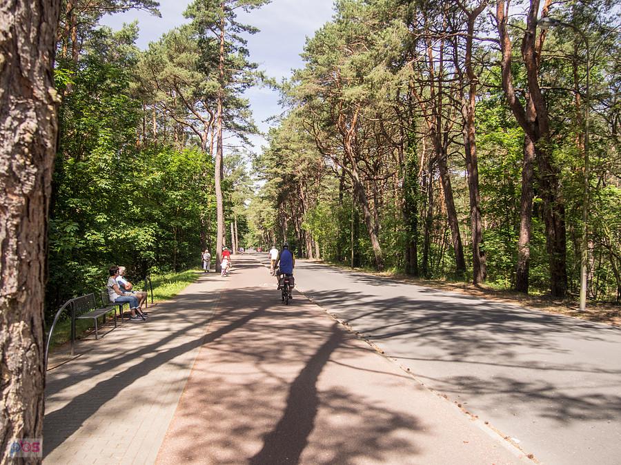 Szlak prowadzi nas przez leśny odcinek