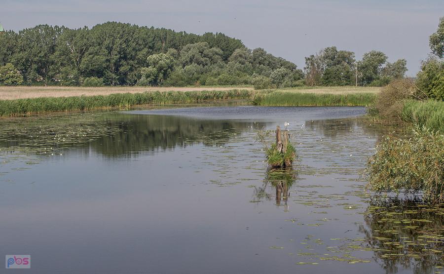 Coś tam siedzi na pieńku