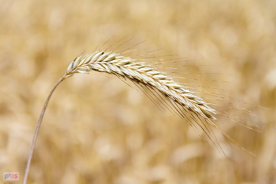 Zboże na polach w miejscowości Kamyk