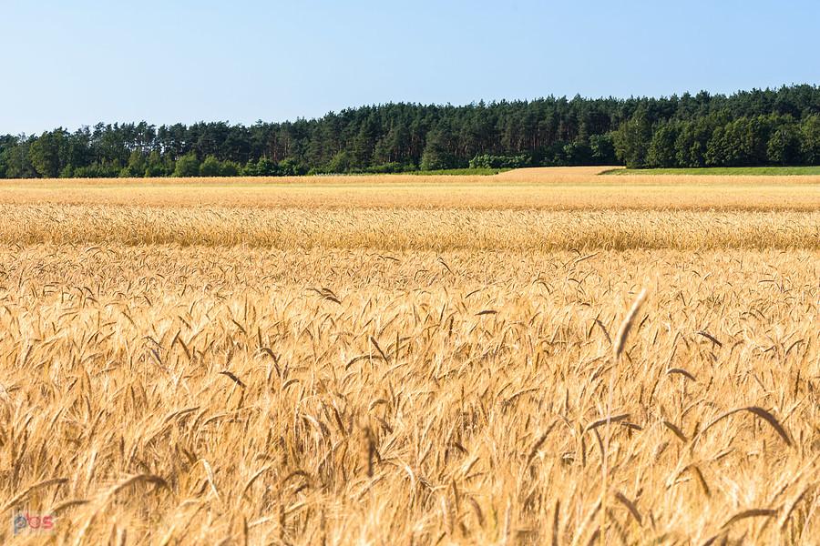 Widok na pole w miejscowości Tuchań w województwie łódzkim