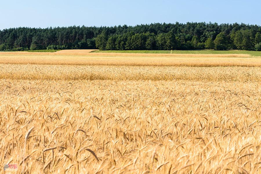 Pola w miejscowości Tuchań