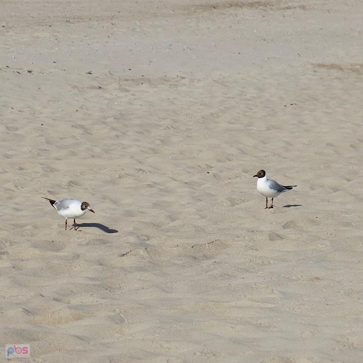 Ostatni raz na plaży