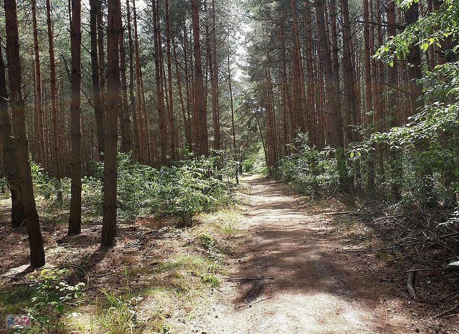 Leśna droga do Jęczydołu