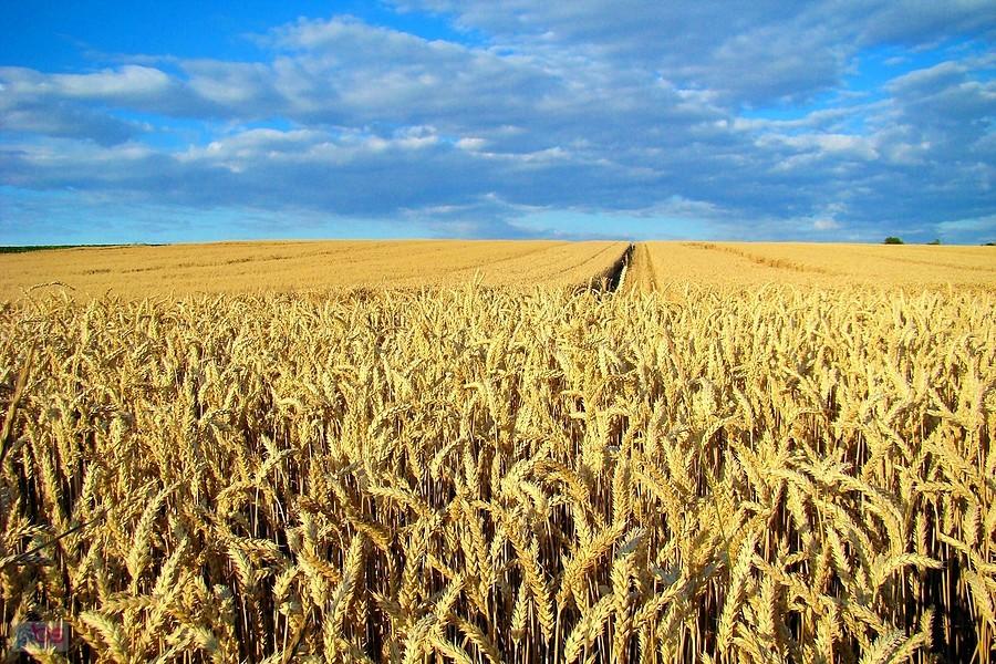 Złote łany przed zachodem słońca. II