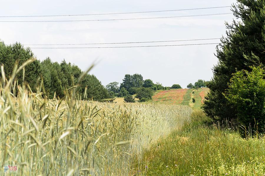 Pola w Zrębicach