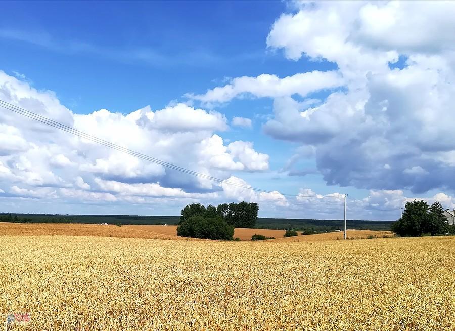 Zboże w Ciechocinie