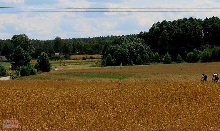 Przez pola do lasu