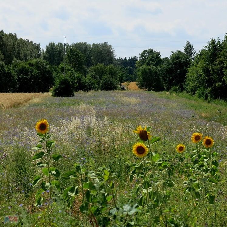 Słonecznikowe pole