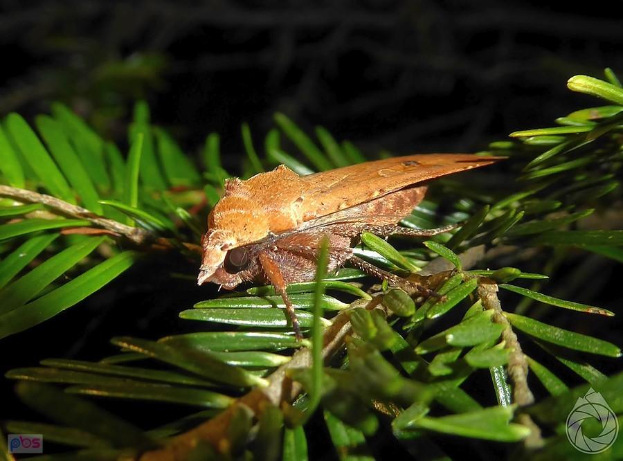 Noctua pronuba nocą