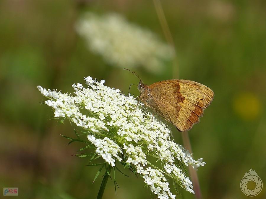 Maniola jurtina