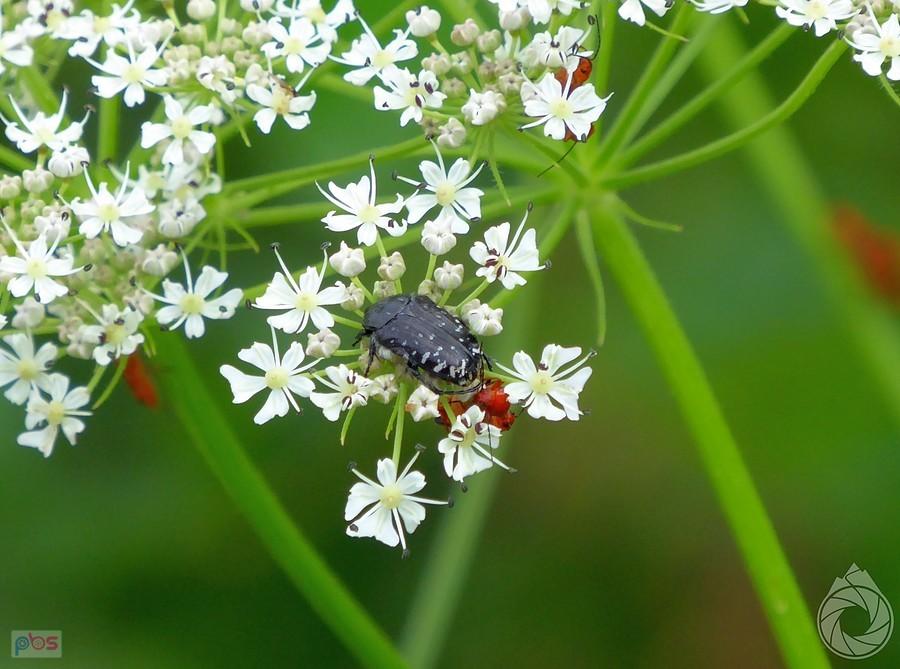 kosmatek bije się o pyłek z omomiłkami