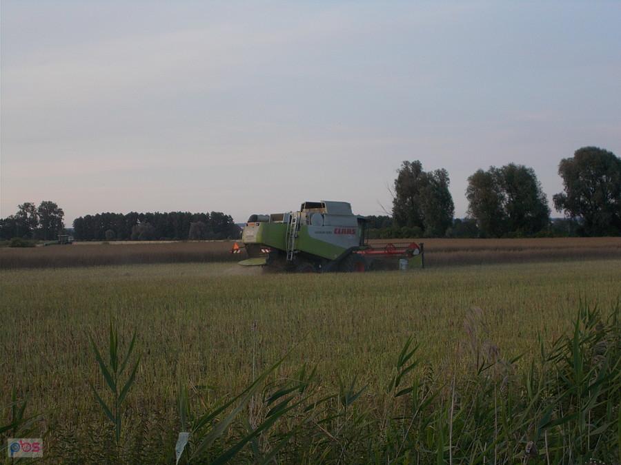 Rzepakowe żniwa
