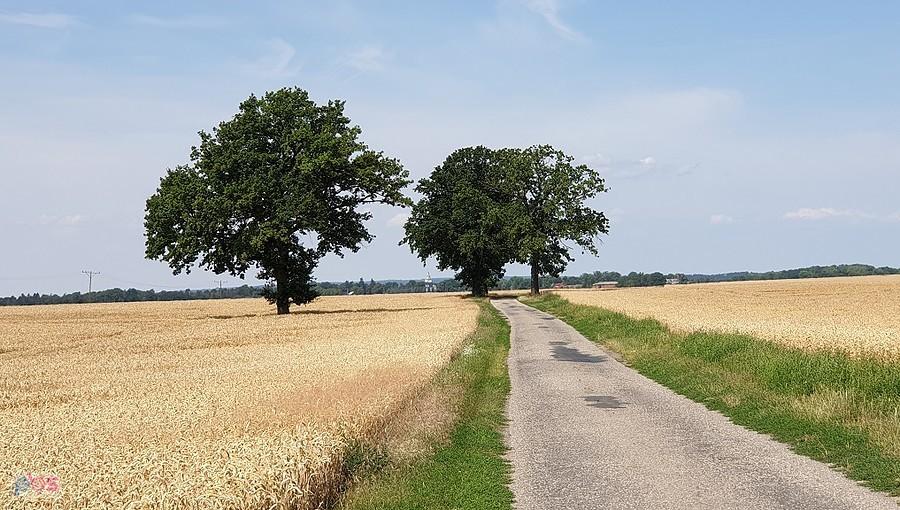 Droga z Dębicy do Koszewa