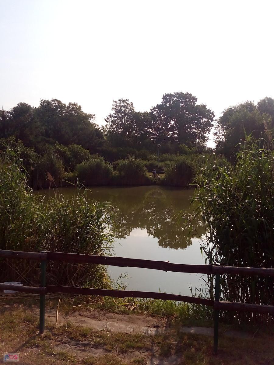 Staw w Borzęcinie
