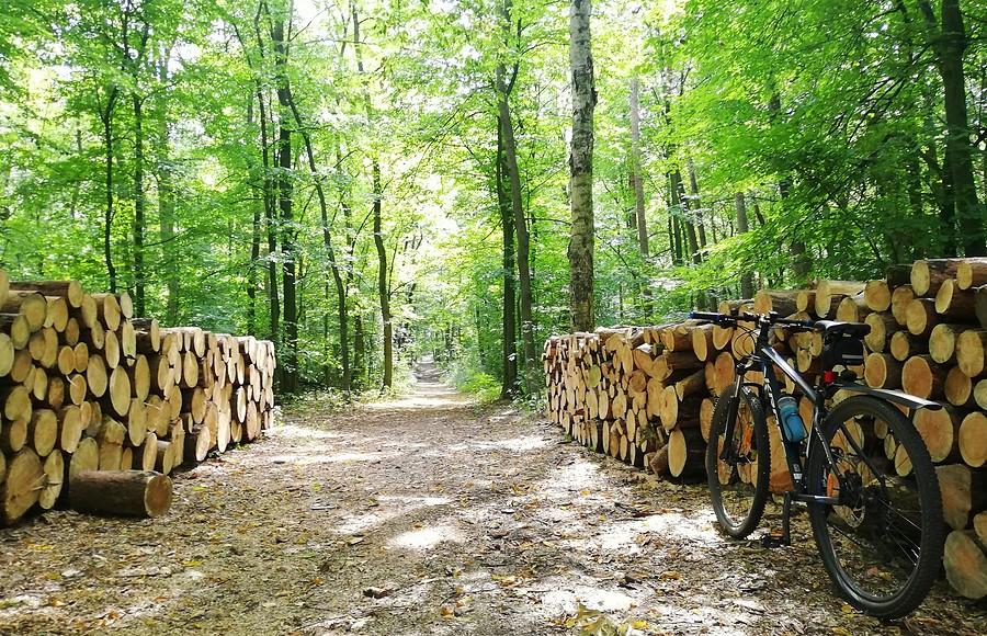 Polski leśny widok codzienny - Wielkopolski Park Narodowy