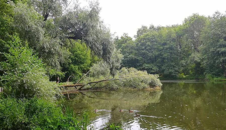 Przydomowy "ogródek" - Las Dębiński, Poznań
