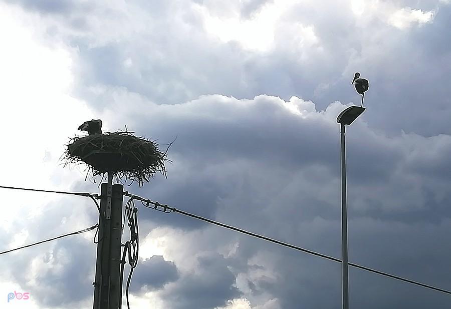 Bociany w Kaszczorku