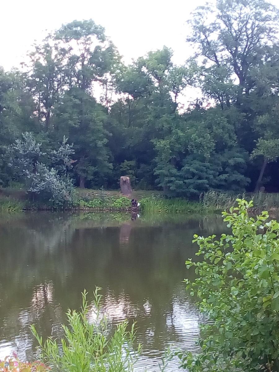 Staw w Ołtarzewie
