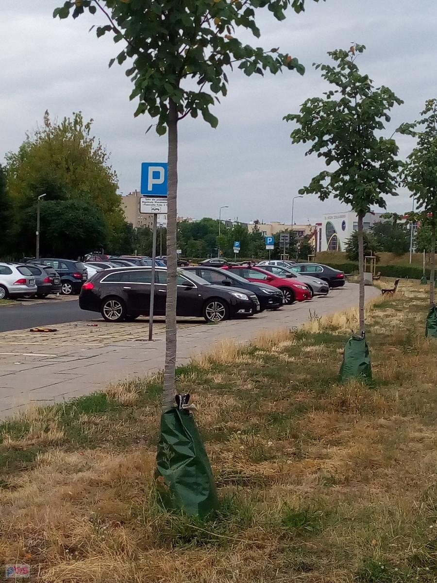 Drzewka z workami na pniach