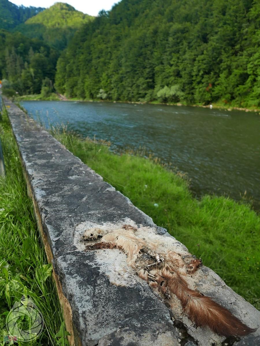 smierć na poboczu, nad brzegiem Dunajca