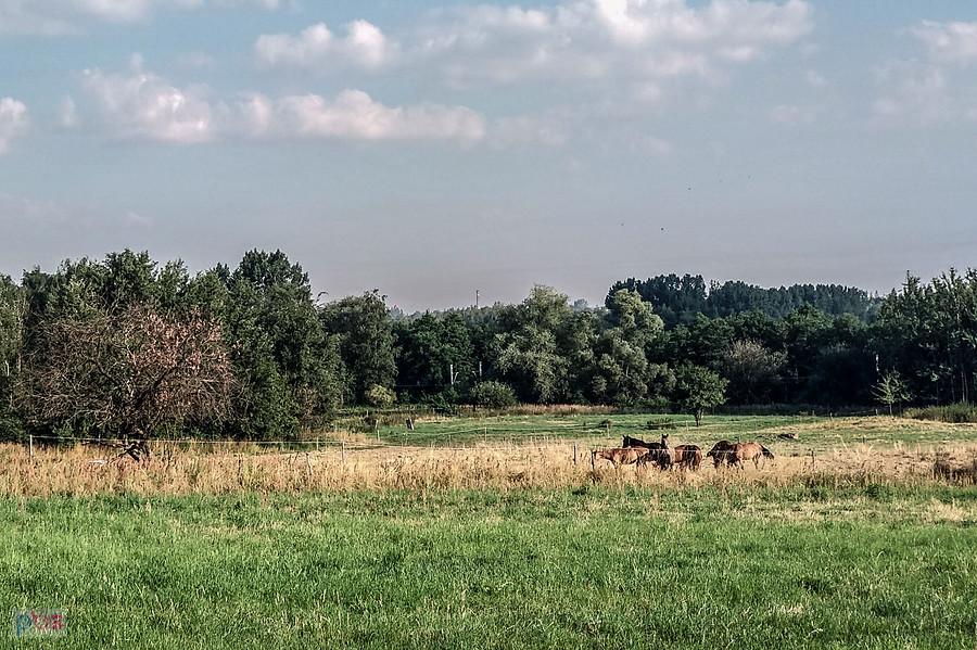 Konie w Kochłowicach :)
