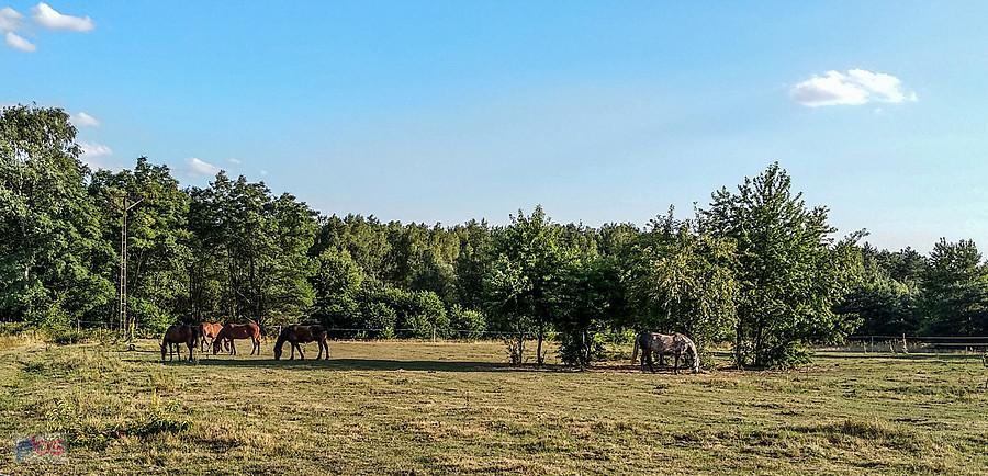 Koniec w Starych Panewnikach