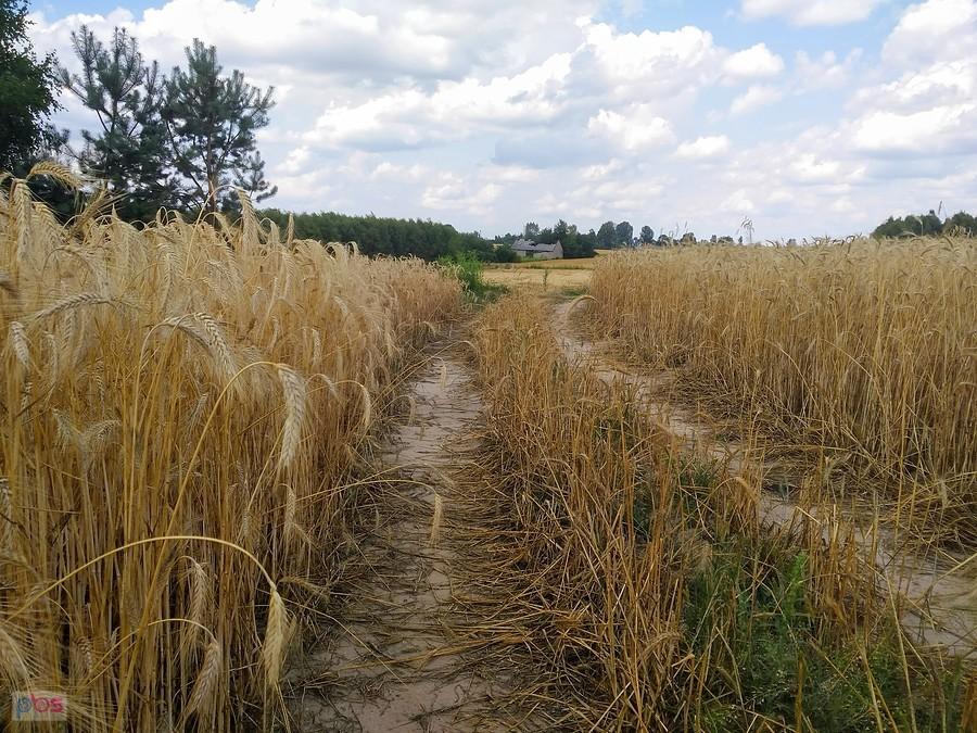 Dobrogoszczyce