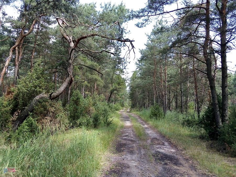 Kawałek lasem
