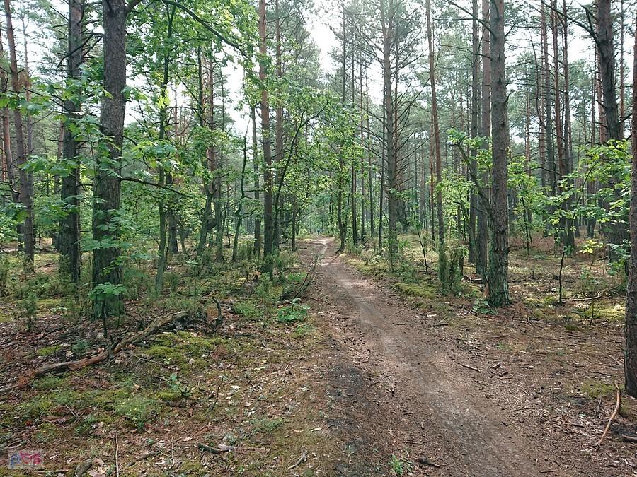 Kampinos
