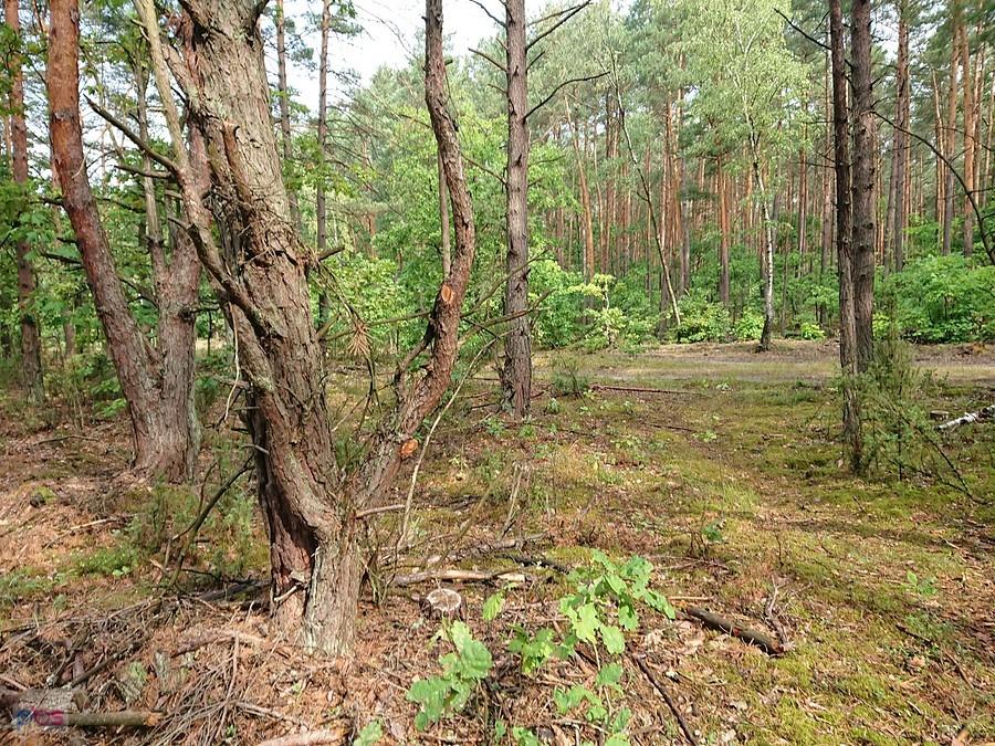 Kampinos