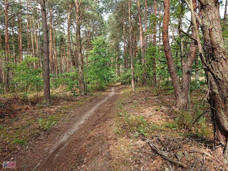 Kampinos