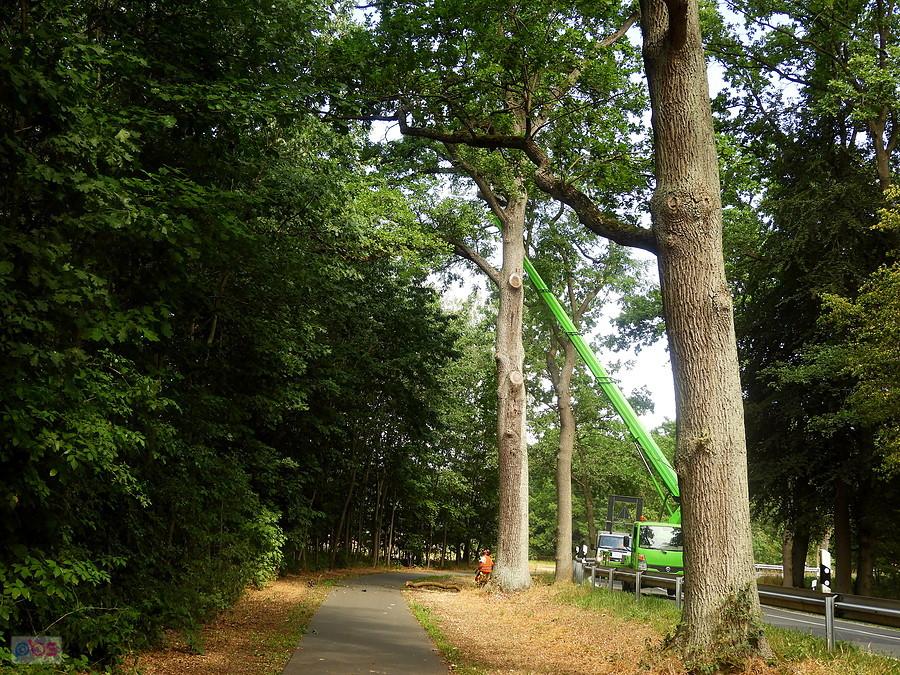Pod Grunhof przycinanie gałęzi nad DDR-ką