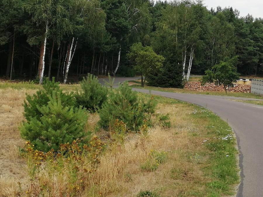 Bardzo kręta droga łącząca Wierzchy i Leszczycę.