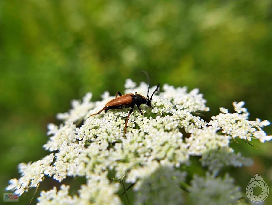 zmorsznik też coś zajada